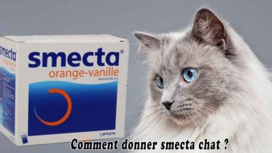 Comment donner smecta chat