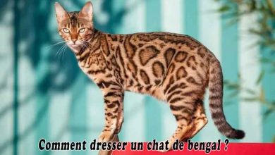 Comment dresser un chat de bengal