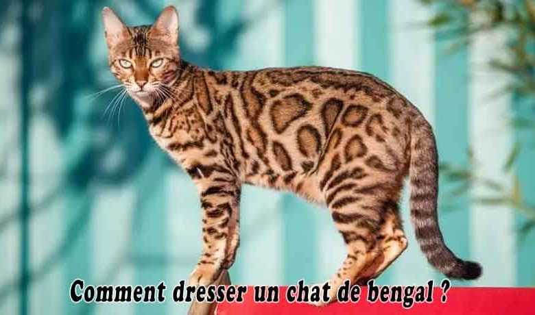 Comment dresser un chat de bengal