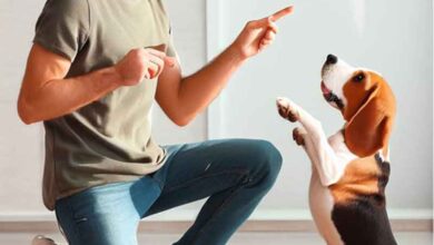 Comment éduquer un chien beagle