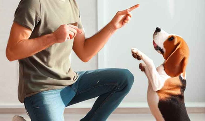 Comment éduquer un chien beagle