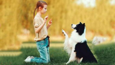 Comment éduquer un chien border collie