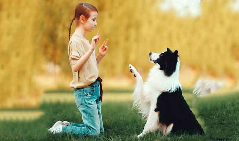 Comment éduquer un chien border collie