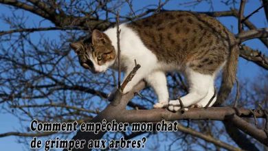 Comment empêcher mon chat de grimper aux arbres