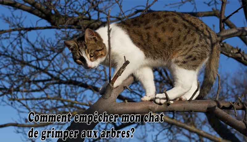 Comment empêcher mon chat de grimper aux arbres