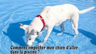 Comment empêcher mon chien d'aller dans la piscine