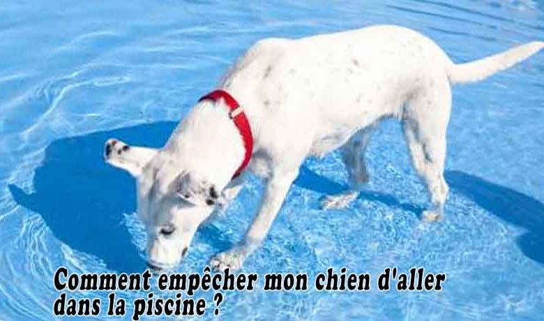 Comment empêcher mon chien d'aller dans la piscine