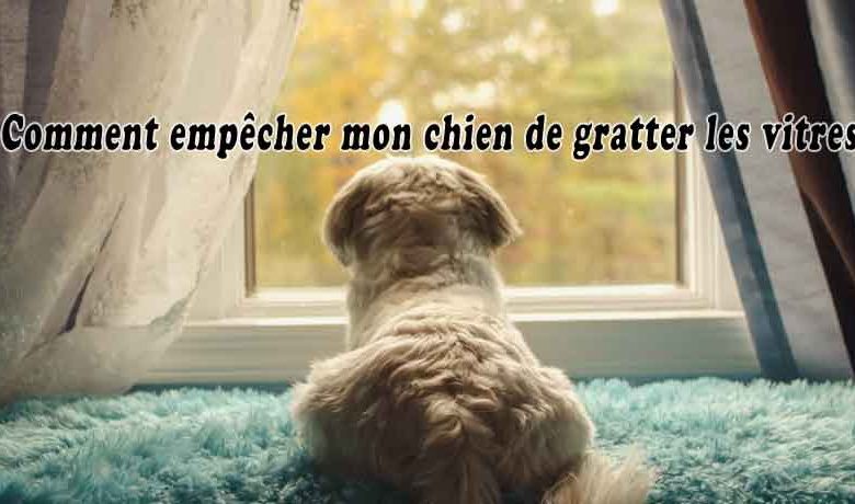 Comment empêcher mon chien de gratter les vitres