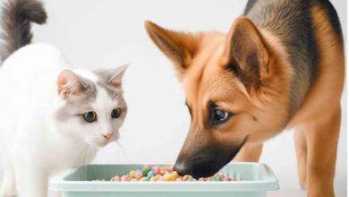 Comment empêcher mon chien de manger les crottes du chat