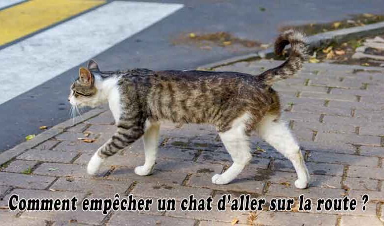 Comment empêcher un chat d’aller sur la route?