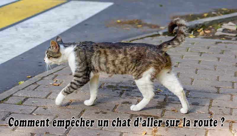 Comment empêcher un chat d’aller sur la route?