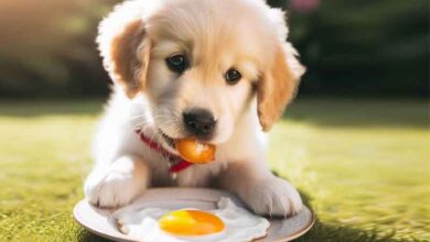 Comment empêcher un chien de manger des œufs