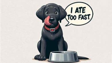 Comment empêcher un chien de manger trop vite