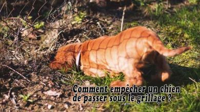 Comment empêcher un chien de passer sous le grillage