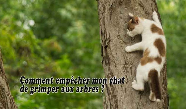 Comment empêcher mon chat de grimper aux arbres