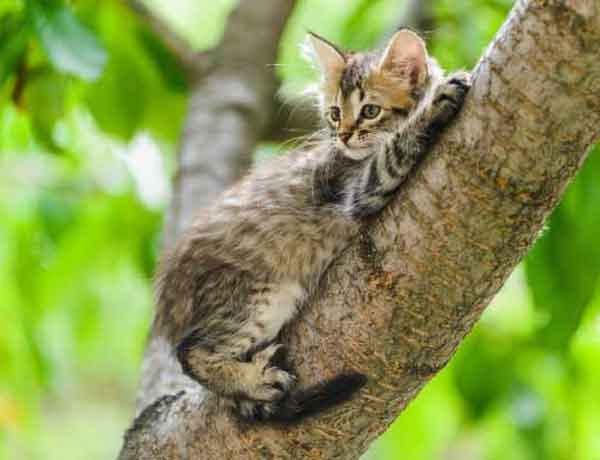 Comment empêcher mon chat de grimper aux arbres?