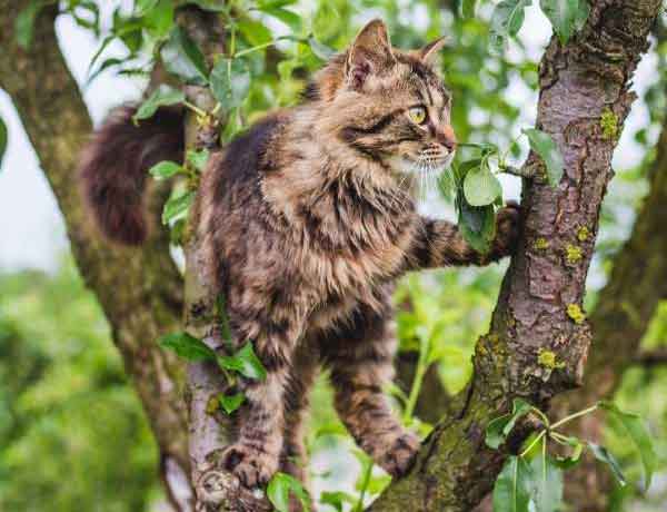 Comment empêcher mon chat de grimper aux arbres?