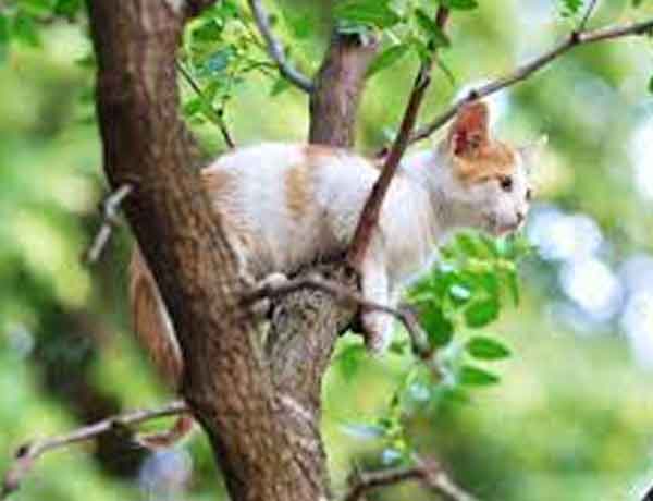 Comment empêcher mon chat de grimper aux arbres?