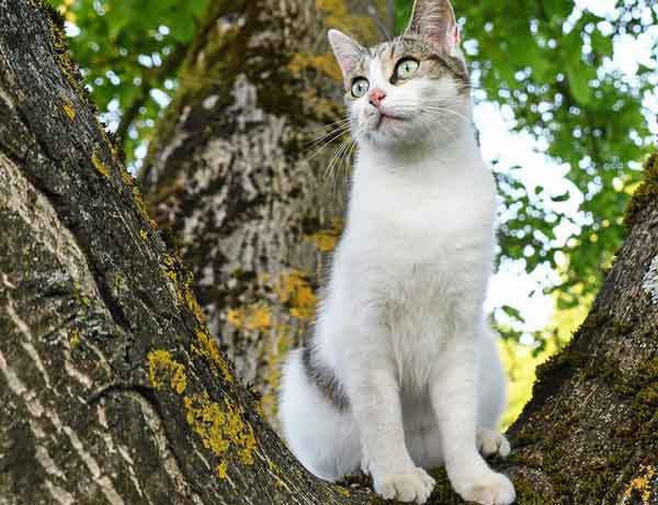 Comment empêcher mon chat de grimper aux arbres?