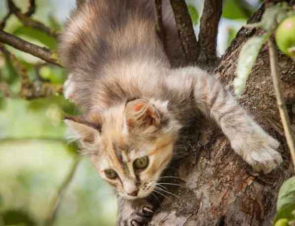 Comment empêcher mon chat de grimper aux arbres?