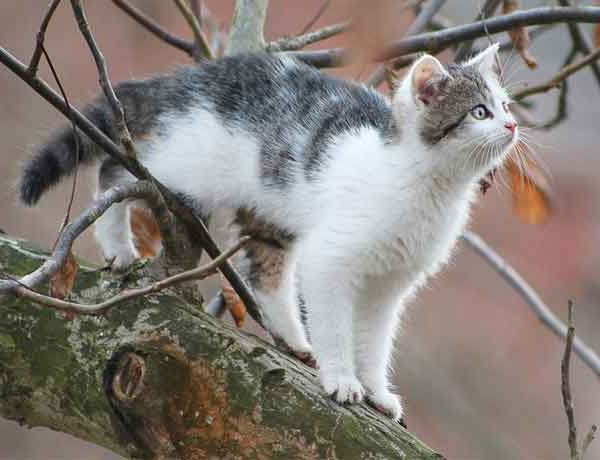 Comment empêcher mon chat de grimper aux arbres?