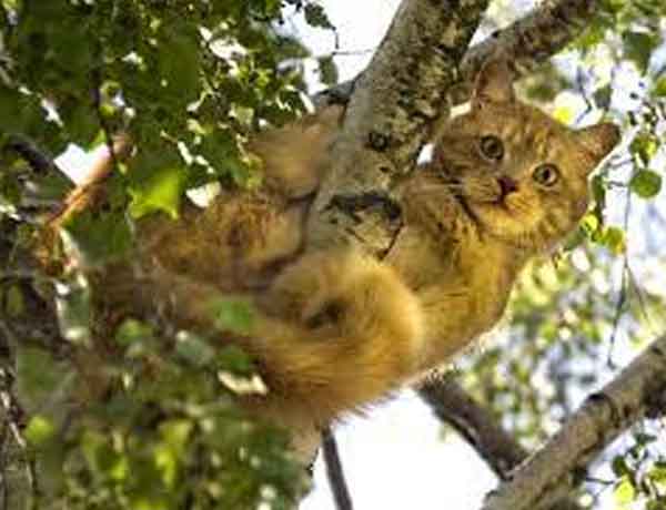 Comment empêcher mon chat de grimper aux arbres?