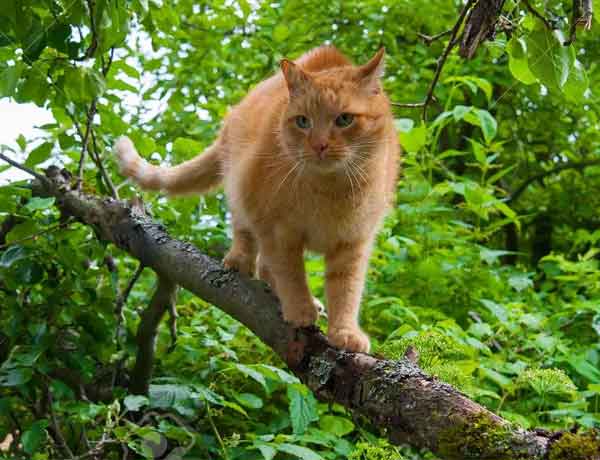 Comment empêcher mon chat de grimper aux arbres?