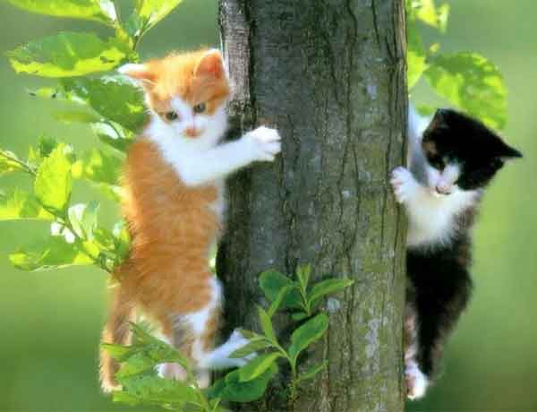 Comment empêcher mon chat de grimper aux arbres?