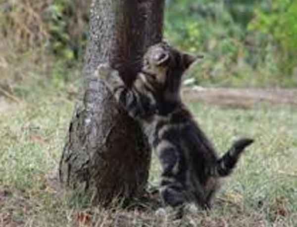 Comment empêcher mon chat de grimper aux arbres?