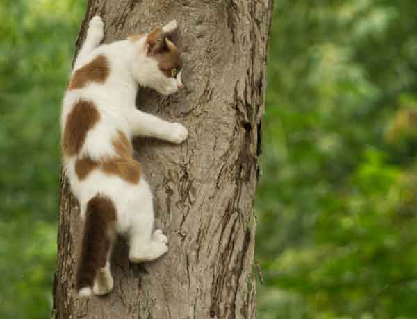 Comment empêcher mon chat de grimper aux arbres?