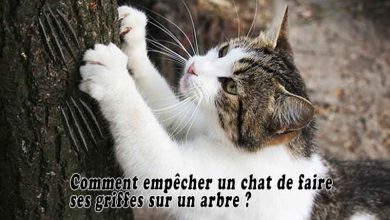 Comment empêcher un chat de faire ses griffes sur un arbre