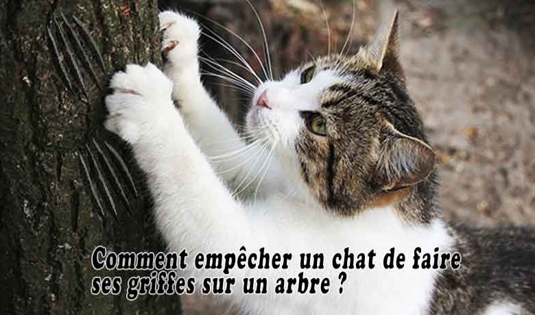 Comment empêcher un chat de faire ses griffes sur un arbre