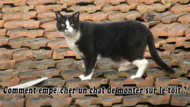 Comment empêcher un chat de monter sur le toit