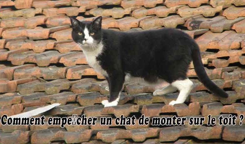 Comment empêcher un chat de monter sur le toit