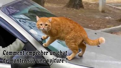 Comment empêcher un chat de monter sur une voiture?