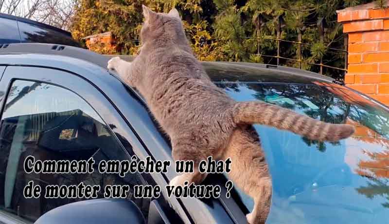 Comment empêcher un chat de monter sur une voiture?
