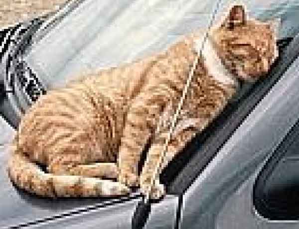 Comment empêcher un chat de monter sur une voiture?