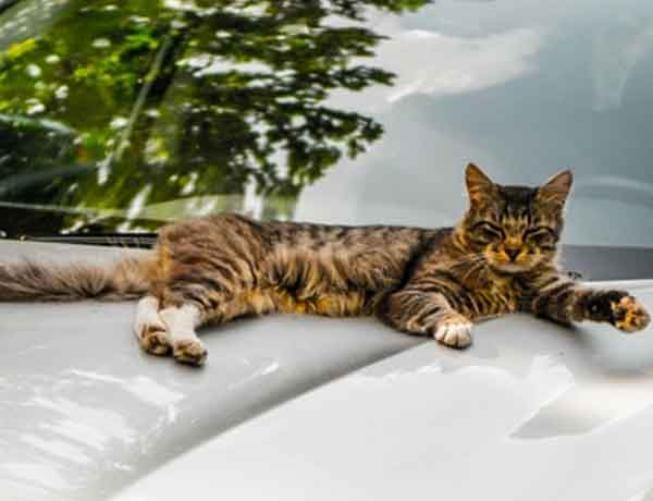 Comment empêcher un chat de monter sur une voiture?