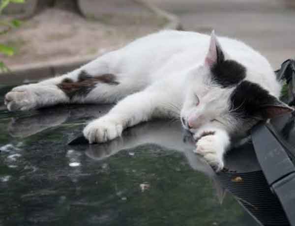 Comment empêcher un chat de monter sur une voiture?