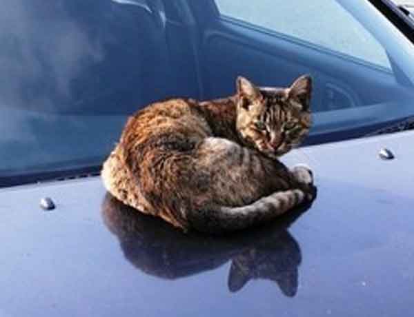 Comment empêcher un chat de monter sur une voiture?