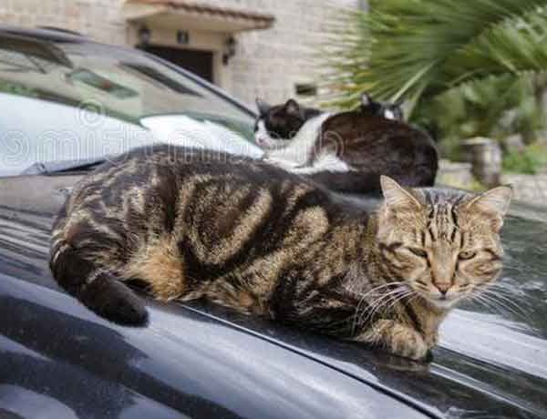 Comment empêcher un chat de monter sur une voiture?