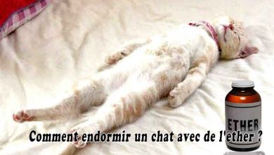 Comment endormir un chat avec de l'ether