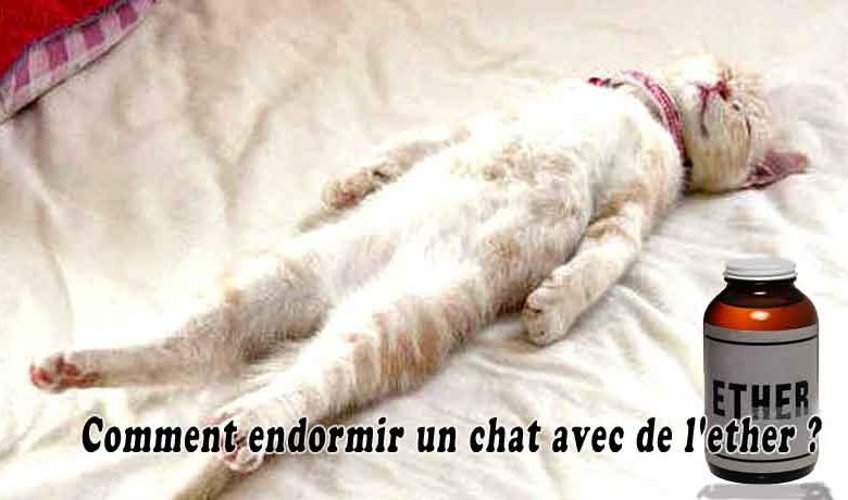 Comment endormir un chat avec de l'ether