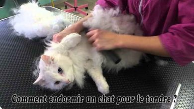 Comment endormir un chat pour le tondre?