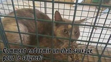 Comment endormir un chat sauvage pour le soigner