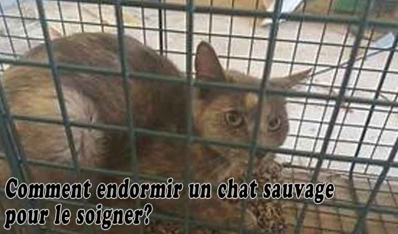 Comment endormir un chat sauvage pour le soigner