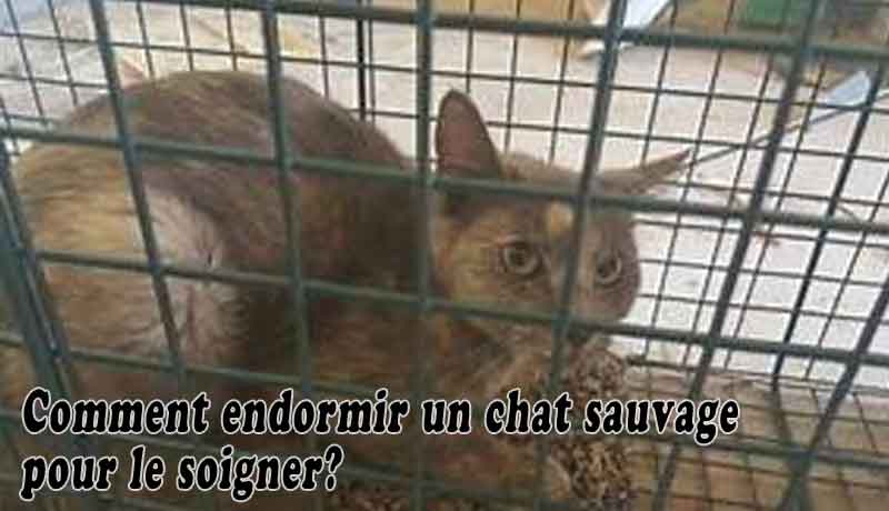 Comment endormir un chat sauvage pour le soigner