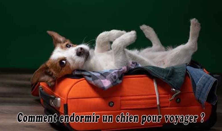 Comment endormir un chien pour voyager