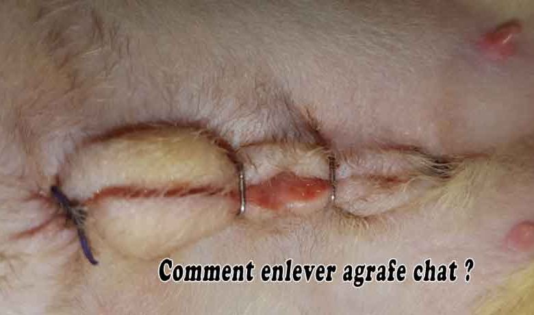 Comment enlever agrafe chat