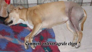 Comment enlever agrafe chien